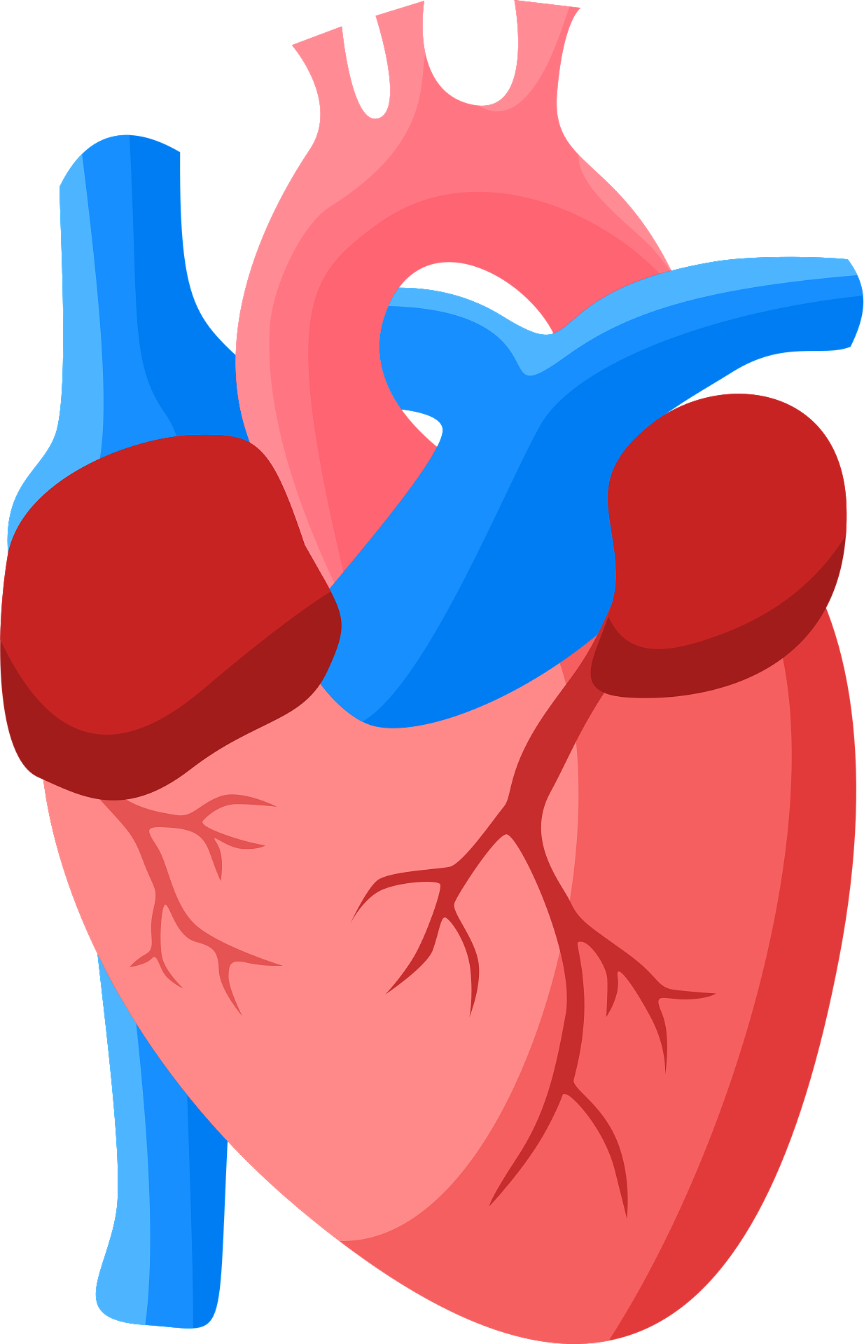 Cardiology